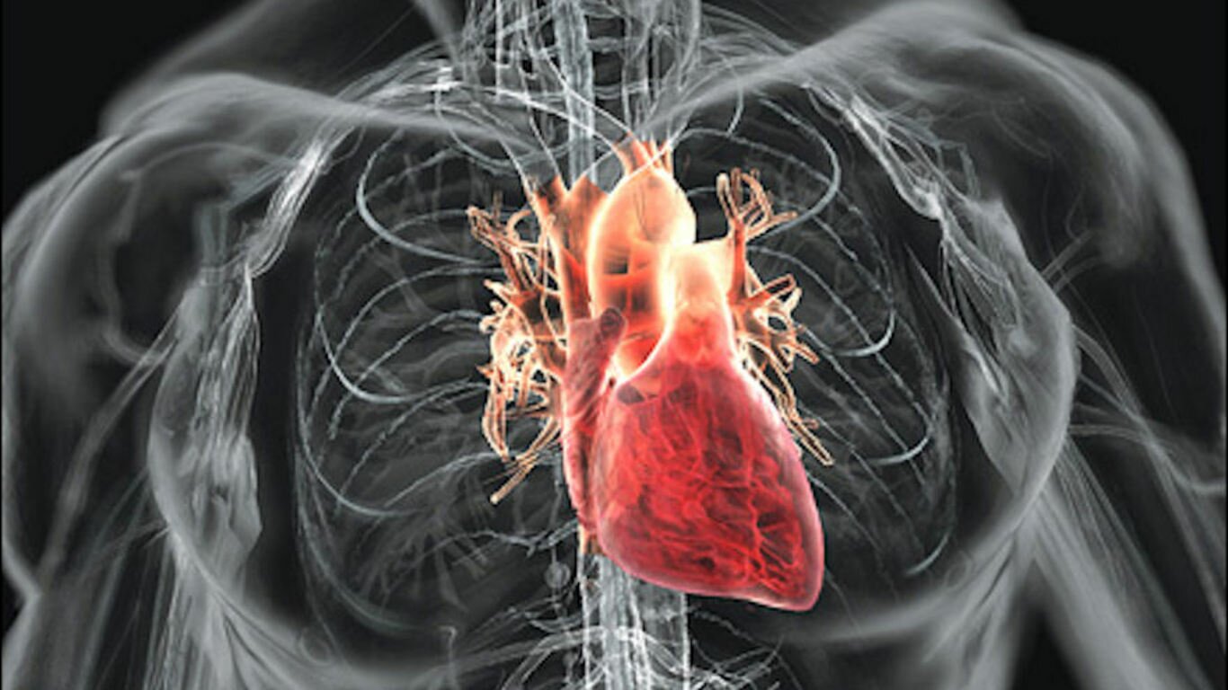 human heart 3d scan view new xp wallpapers windows7windows8 xp7 pc them mobile themes pc background walls mobile background walls free download