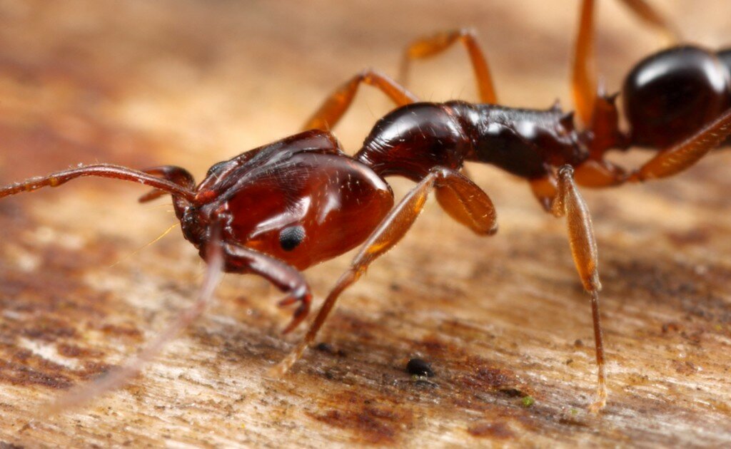 चींटियों की ऐसी प्रजाति जो बनाती है ‘भूलभुलैया’ की तरह अपना घोंसला