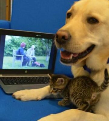 लैब्राडॉर डॉग ने बिल्ली के बच्चे को लिया गोद, साथ में देखते है टीवी