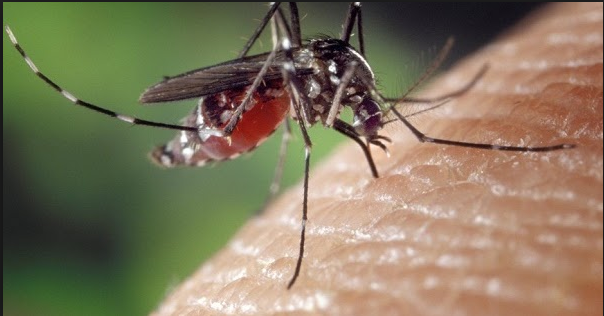 अगर ‘मच्छर-मुक्त’ हो जाए ये दुनिया तो क्या हो? आइए यहां जानते हैं…