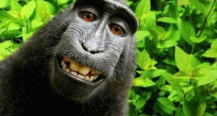 दुनिया के फेमस फोटोग्राफर से सेल्फी का केस जीत गया ये बंदर